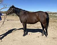 thoroughbred-horse-for-sale