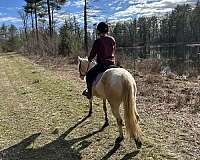 smoky-crme-tobiano-horse