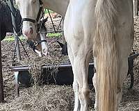 tobiano-smoky-crme-horse