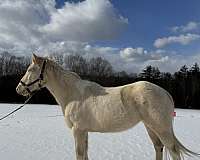 smoky-cream-paint-horse