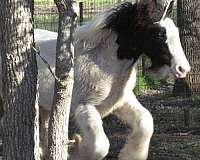 piebald-gypsy-vanner-colt