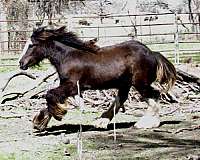 black-gypsy-vanner-colt