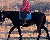 pleasure-trail-thoroughbred-horse