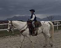 appaloosa-horse-for-sale