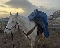 appaloosa-horse