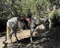 appaloosa-gelding