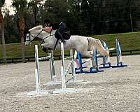 grand-prix-prospect-warmblood-horse