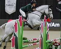 grand-prix-prospect-horse