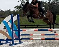 experienced-jumper-dutch-warmblood-warmblood-horse