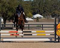 dutch-warmblood-horse-for-sale