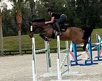 warmblood-gelding