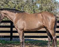 warmblood-horse-for-sale