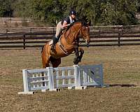 warmblood-gelding