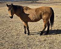 quarter-horse-broodmare