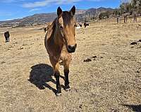 quarter-horse-for-sale