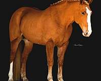 beginner-draft-horse