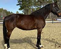 arena-dutch-warmblood-horse