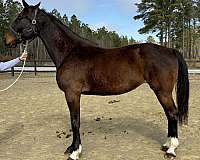 down-dutch-warmblood-horse