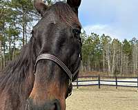 great-manners-dutch-warmblood-horse