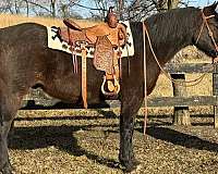 roan-all-around-trail-horse