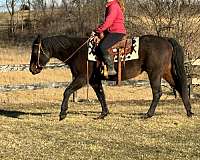 pleasure-trail-quarter-horse