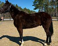 fella-morgan-horse