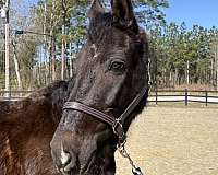 saddles-morgan-horse