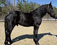 beauty-percheron-horse