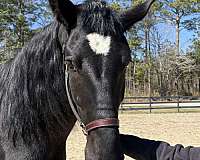 gait-percheron-horse