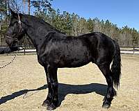 good-mover-percheron-horse