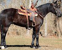 all-around-friesian-horse