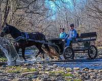 athletic-friesian-horse