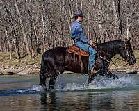 draft-friesian-horse