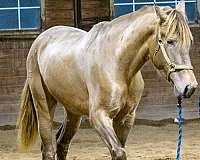 isabelo-breeding-color-producer-horse