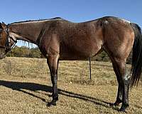 quarter-horse-mare