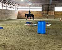 quarter-horse-gelding