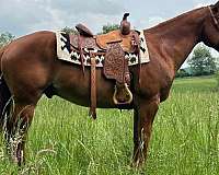 trail-quarter-horse