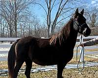 live-cover-tennessee-walking-horse