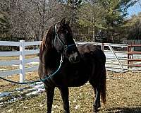 affordable-tennessee-walking-horse