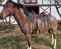 bay-roan-ridden-western-western-pleasure-horse