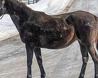 16-hand-thoroughbred-broodmare