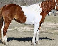 pack-paint-horse