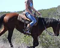 barrel-racing-quarter-horse