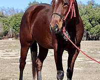 futurity-eligible-quarter-horse