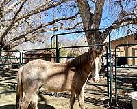 12-hand-appaloosa-gelding