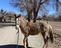 12-hand-appaloosa-horse