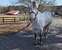 dappled-quarter-horse