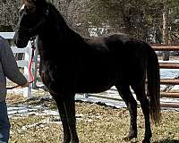 affordable-tennessee-walking-horse