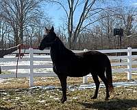 all-tennessee-walking-horse