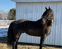 black-mare-tennessee-walking-horse